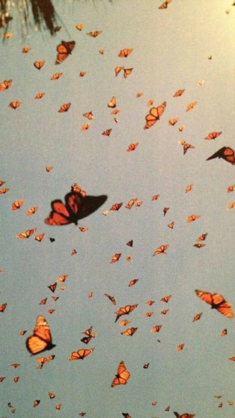 Photowall Ideas, Collage Foto, Bedroom Wall Collage, Butterfly Wallpaper Iphone, Butterflies Flying, Orange Aesthetic, Picture Collage Wall, Photo Wall Collage, Aesthetic Pastel Wallpaper