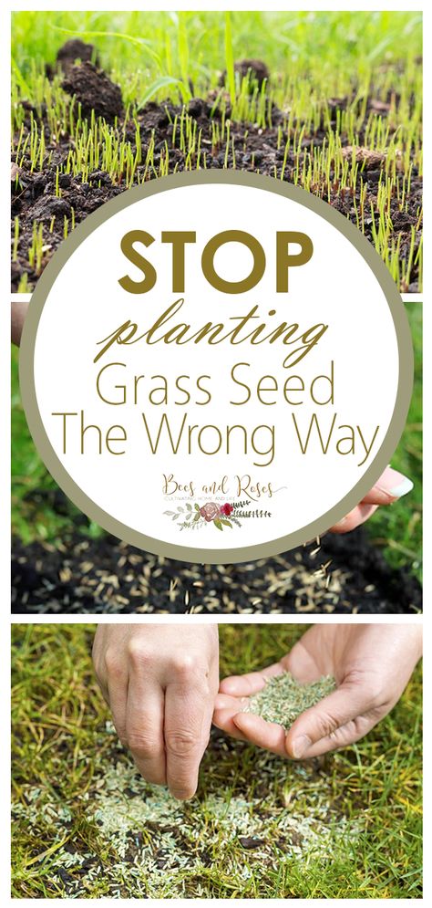 How To Plant Grass Seed Lawn, Planting Grass Seed Fall, Grass Seed Tips How To Grow, River Backyard, Planting Ginger, Lawn Makeover, Reseeding Lawn, Planting Grass Seed, Lawn Care Schedule