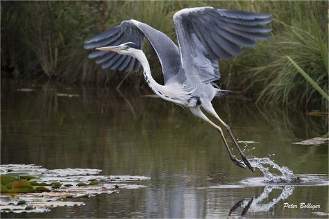 Take off | Grey heron | Peter Bolliger | Flickr Heron Photography, Heron Tattoo, Wild Birds Photography, Bird Painting Acrylic, Heron Art, Grey Heron, Japanese Drawings, Herons, Painting Subjects