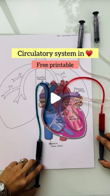 202K likes, 3,774 comments - 2monkeys.and.me on July 26, 2024: "#save The circulatory system plays a vital role in supplying oxygen, and nutrients and removing carbon dioxide and other wastes from the body. Comment “Print” to get your printable for Free There are two types of Circulation Pulmonary circulation is a portion of circulation responsible for carrying deoxygenated blood away from the heart, to the lungs and then bringing oxygenated blood back to the heart. Systemic circulation is Circulatory System Science Fair Project, Heart Pumping Experiment, Body Fluids And Circulation Short Notes, Organ System Project, Heart Science Project, Heart Activities For Kids, Muscular System Project, Circulatory System Diagram, Blood Circulation System