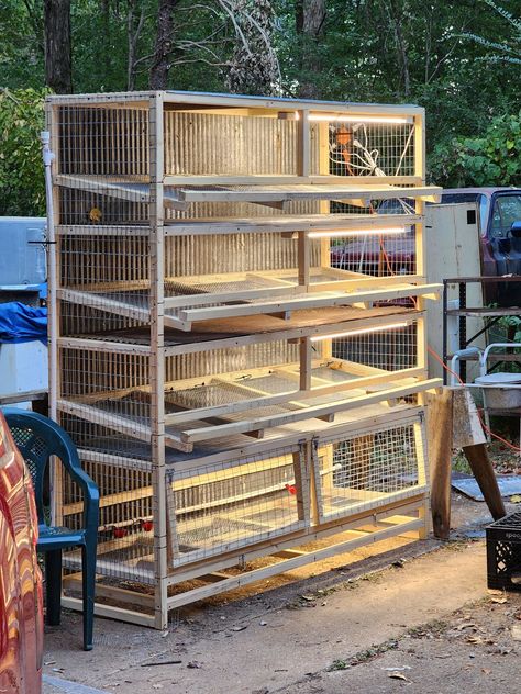 Quail Farm, Poultry Farm Buildings, Quail Pen, Quail House, Party Chicken, Baby Chicks Raising, Raising Quail, Mystic Mountain, Dust Bath