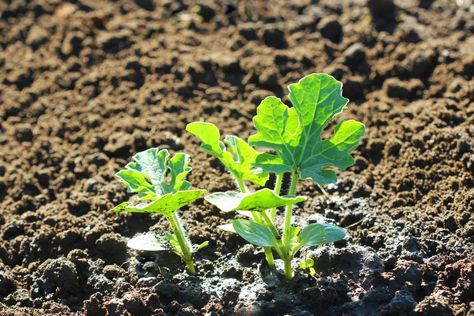 Watermelon Growing, Growing Watermelon, Grow Watermelon, Watermelon Varieties, How To Grow Watermelon, Watermelon Patch, Watermelon Plant, Veggie Patch, Garden Nursery