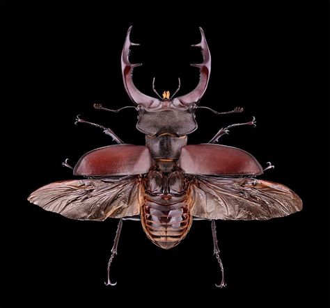 Stag Horn Beetle, Lucanus Cervus, Rhino Beetle, Beetle Tattoo, Beetle Wings, Stag Beetle, Esoteric Art, Beetle Bug, Old Tattoos