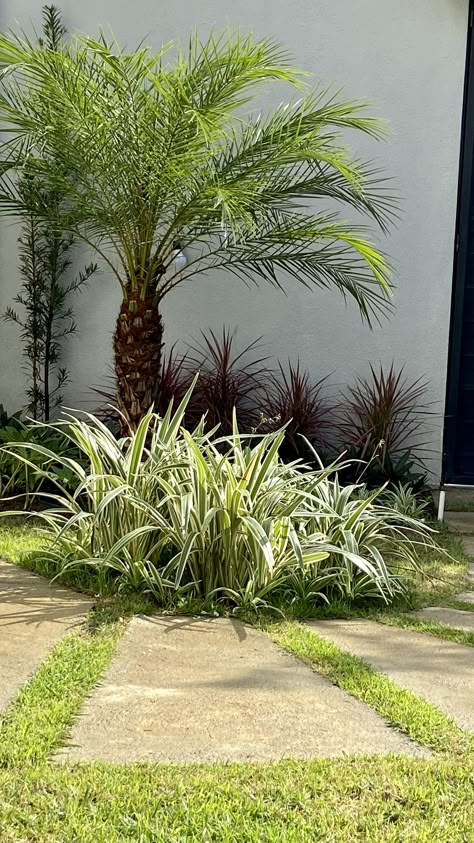 Cycas Revoluta, Florida Gardens, Residential Garden, Tropical Landscape Design, Exterior House Design, Tropical Landscape, Patio Interior, Garden Decor Ideas, Tropical Landscaping