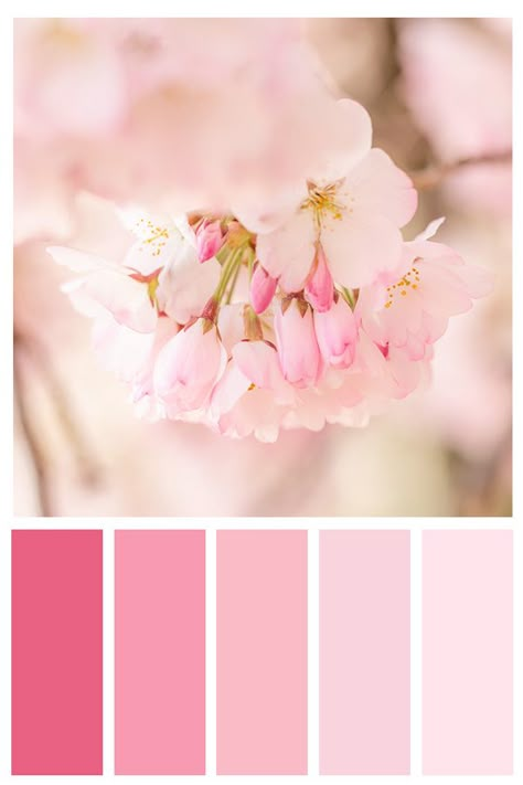 Pink And White Colour Palette, Sakura Color Palette, Cherry Blossom Pics, Cherry Blossom Color Palette, February Color Palette, Pink Color Pallet, Pink Colour Palette, Pink Color Palette, Pink Color Schemes