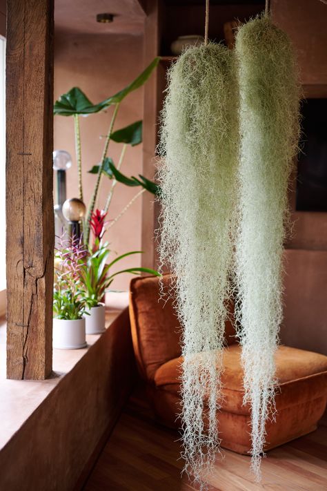 👋Say hello to Tillandsia usneoides, aka Spanish Moss! This charming outsider in the Bromeliad family is a beloved choice for adding greenery. As an air plant, it thrives without soil and loves to hang out in humid spots. 🌈💚 Houses Inspiration, Tillandsia Usneoides, Air Plant Display, Spanish Moss, Landscaping Plants, Air Plants, House Inspiration, Say Hello, Soil