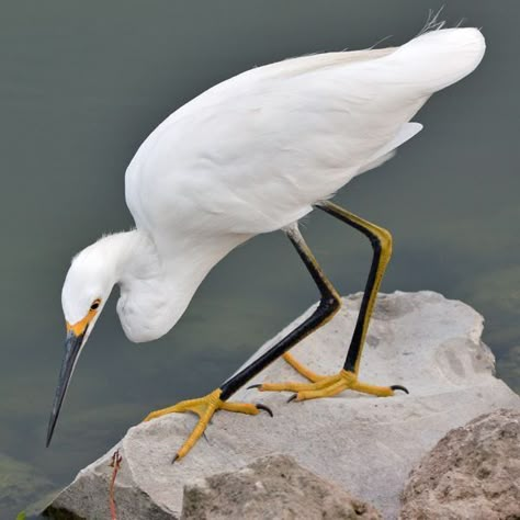 Regions Of The United States, Snowy Egret, Heron Art, Medieval Aesthetic, Water Birds, Herons, Shorebirds, Bird Watcher, Favorite Animals