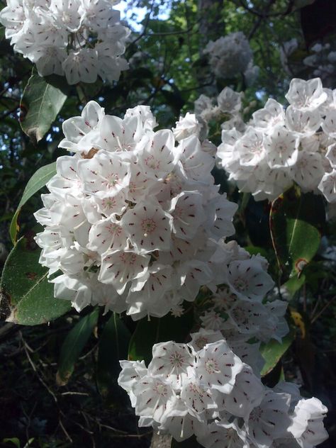 Mountain Laurel Flower, Mountain Laurels, Laurel Plant, Laurel Flower, Fav Flower, Plant Structure, Tattoo Reference, Spartanburg Sc, Pretty Nature