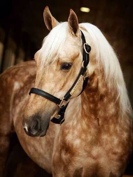 Dappled palomino White Horse, Blonde, Hair, White, Black