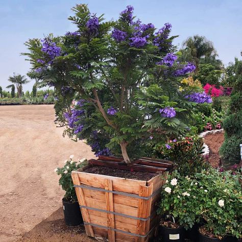 Blue Jacaranda, Jacaranda Mimosifolia, Orchid Growing, Bonsai Trees For Sale, Florida Trees, Purple Flowering Plants, Orchids In Water, Jacaranda Tree, Potted Plants Outdoor