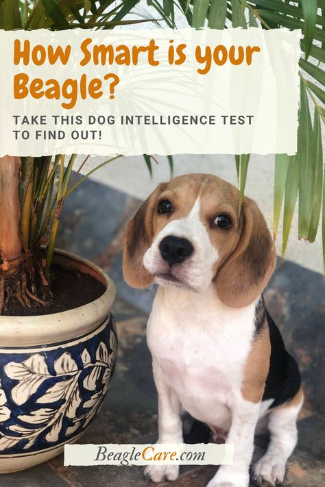 How smart is your beagle? Take this simple test to find out how intelligent is your beagle. Beagle Dog Facts, Beagle Facts, Baby Beagle, Cypress Knees, Adoptable Beagle, Dog Enrichment, Cute Beagles, Corgi Funny, Mini Monster