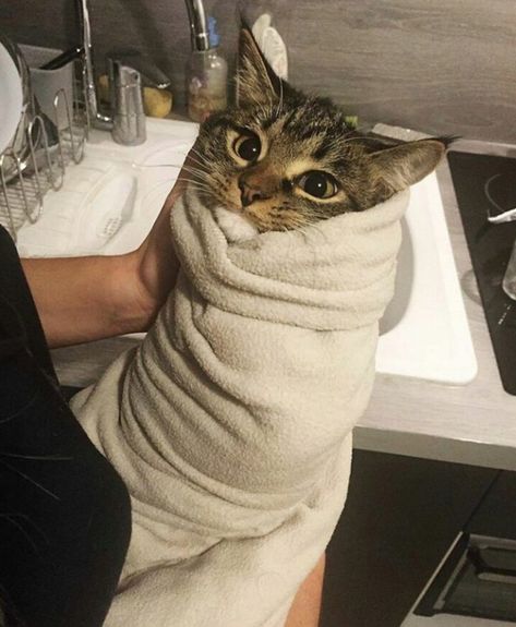 Purritos (Cat Burritos) Cat Aesthetic, Cute Kittens, Silly Cats, Pretty Cats, Tabby Cat, Beautiful Cats, Baby Cats, 귀여운 동물, Crazy Cats