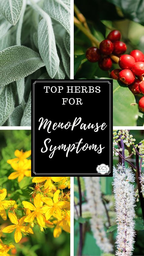 Natural Remedies for Menopause: Best Herbs for Hot Flashes and More Best Herbs For Hot Flashes, Tea For Hot Flashes, Hotflash Remedies Natural, Pre Menopausal Herbs, Natural Remedies For Hot Flashes, Post Menopausal Herbs, Perimenaupose Herbs, Herbs For Hot Flashes, Menopausal Remedies