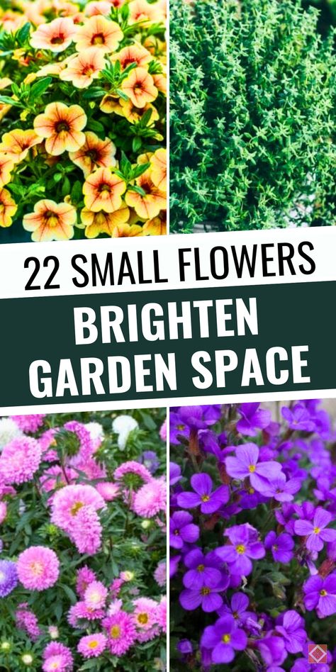 Discover 22 tiny flowers that are perfect for adding color and charm to any garden! These small yet mighty blooms include favorites like alyssum, lobelia, and blue star creeper that bring beauty and character to small spaces. Save this pin for ideas on how to make a big impact with little flowers that brighten your garden with ease. Small Flower Bed Ideas In Front Of House, Flower Garden Ideas In Front Of House, Flower Bed Ideas In Front Of House, Small Flower Bed Ideas, Blue Star Creeper, Garden Ideas In Front Of House, Groundcover Plants, Garden Front Of House, Small Flower Gardens