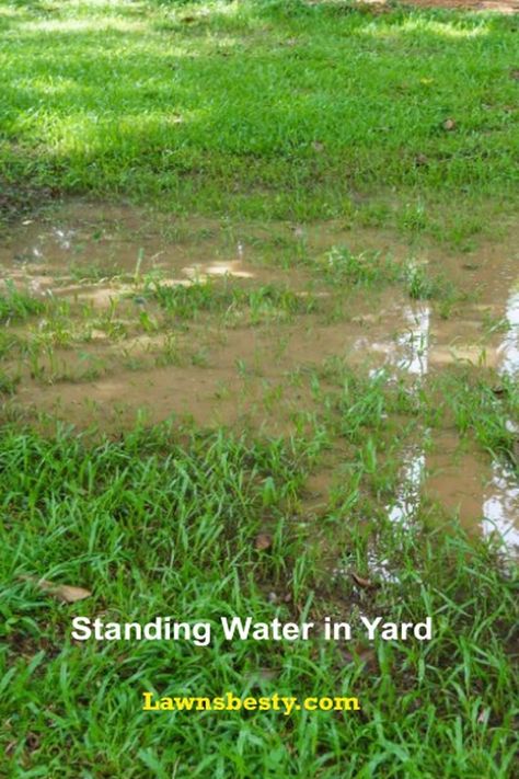 Water Diversion Landscaping, Yard Pathway, Yard Water Drainage Ideas, Water Pooling In Yard, Yard Leveling Diy, Water Drainage Ideas Yards, Standing Water In Yard Solutions, How To Stop Backyard From Flooding, Drainage Ditch Landscaping Water