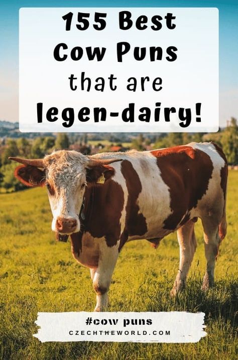 155 Best Cow Puns and Cow Jokes that are legen-dairy! Funny Cow Names, Cows Quotes, Cow Jokes, Deja Moo, Farm Jokes, Cow Facts, Cow Tales, Cow Puns, Cow Quotes