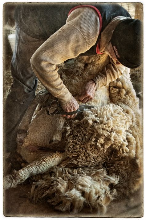 The Thorn Birds, Sheep Shearing, Greensboro North Carolina, Green Pasture, Sheep Farm, Sheep And Lamb, Down On The Farm, The Sheep, The Shepherd