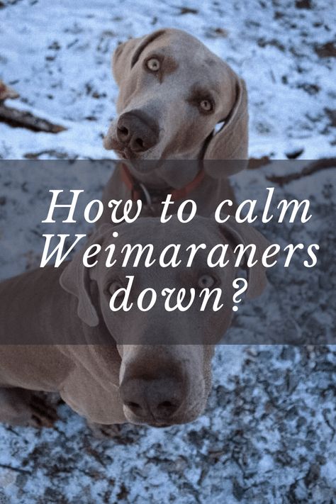 Weimaraners are very good and amazing family dogs. Therefore, don’t think much about its temperament management. With some training and socialization... #weimaraner #weimaranersofinstagram #weimaranerpuppy #weimaraners Weimaraner Drawing, Weimaraner Funny, Dog Weimaraner, Weimaraner Dogs Grey, Weimaraner Hunting, Weimaraner Puppy, Duck Hunting Dogs, Blue Weimaraner, Weimaraner Puppies