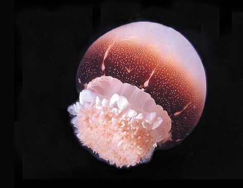 Stomolophus meleagris Cannonball Jellyfish, Jellyfish Species, Pink Jellyfish, Princess Jellyfish, Most Beautiful Cat Breeds, Cnidaria, Beautiful Cat Breeds, Blue Jellyfish, Japanese Water