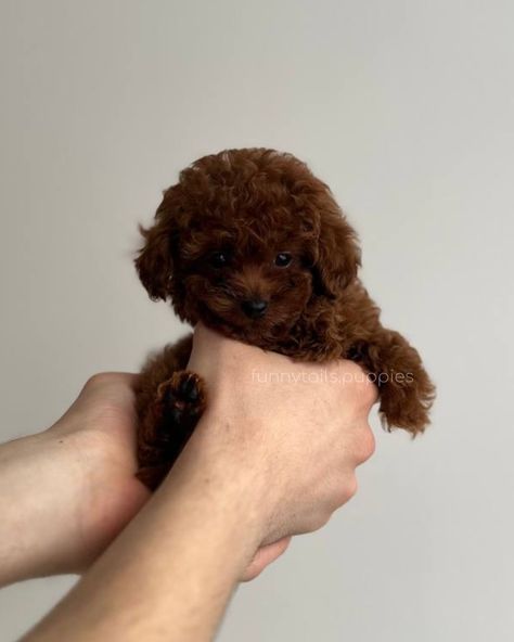 BLESSI 🤎 girl Toy Poodle Teacup Colour : dark brown Adult weight: 1,8-2kg Meet Teacup Toy Poodle puppy named Blessi! This little bundle of joy is waiting for his new family. Blessi will be a great addition to any family, because its adult weight will be only 1.8-2 kg. She will remain small and graceful throughout her life. Blessi has a unique and rare color - dark brown, which gives it a special attractiveness and charm. Her parents were brought by us personally from China and Korea, whi... Dark Brown Toy Poodle, Espresso Girl, Poodle Teacup, Brown Toy Poodle, Toy Poodle Puppy, Baby Pets, Poddle, Poodle Toy, Puppy Mom