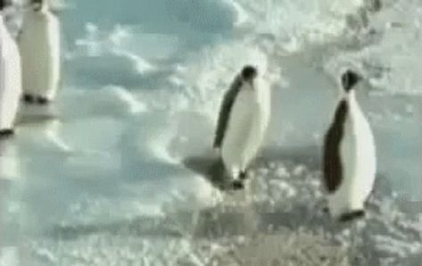 Funny Penguin Videos, Broken Butterfly, Penguin Videos, Sister Quotes Funny, Penguins Funny, Word Count, Sisters Funny, Goals Pictures, Super Funny