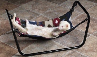 In a mini hammock! Ferret Hammock, Ferret Accessories, White Ferret, Advice For New Parents, Ferrets Care, Baby Ferrets, Funny Ferrets, Ferret Cage, Pet Ferret