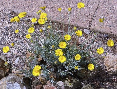 Growing Baileya multiradiata: Desert Marigold Desert Marigold, Arizona Gardening, Bees And Butterflies, Attracting Bees, Single Flower, Drought Tolerant, Mulch, In Hot, Perennials