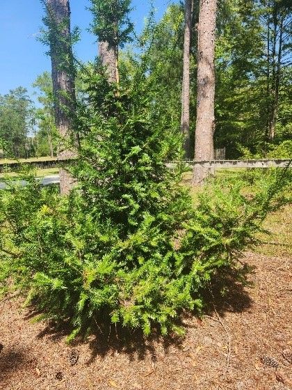 The Rare Conifer: Florida torreya (Torreya taxifolia) | Gardening in the Panhandle Atlanta Botanical Garden, Jackson County, Master Gardener, A Pond, Replant, Evergreen Trees, Small Farm, Florida State, Horticulture