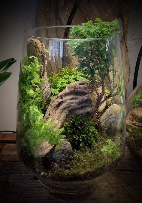 Hoya Terrarium, Large Terrarium Ideas, Drawing Images Pencil, Sketches Colorful, Forest Terrarium, Best Terrarium Plants, Closed Terrarium Plants, Terrarium Design, Terrarium Scene