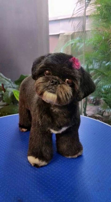 , Perro Shih Tzu, Shitzu Dogs, Shih Tzu Grooming, Dog Haircuts, Dog Cuts, Shih Tzu Puppy, Shih Tzu Dog, Dog Hair, Pet Grooming