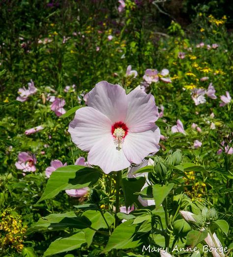 Swamp Rose Mallow, Swamp Hibiscus, Swamp Rose, Hibiscus Moscheutos, Mallow Plant, Rose Mallow, Dried Hibiscus Flowers, Hardy Hibiscus, Hummingbird Plants