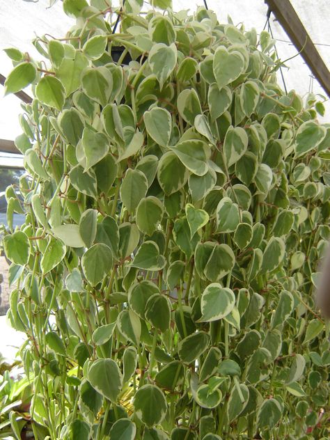 Peperomia scandens 'Variegata',native Brasil Peperomia Plant, Hanging Flower Baskets, Indoor Trees, Flower Pot Garden, Hanging Plant, Nature Plants, Garden Care, House Plants Indoor, Plant Design