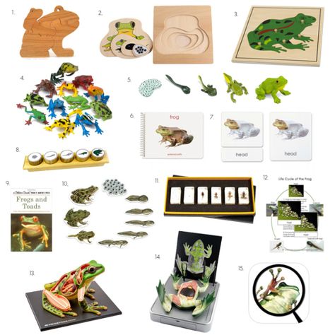 Frog Unit Study, Frog Activities, Daycare Curriculum, Montessori Homeschool, Nature School, Montessori Ideas, Earth And Space Science, Montessori School, Child Psychology