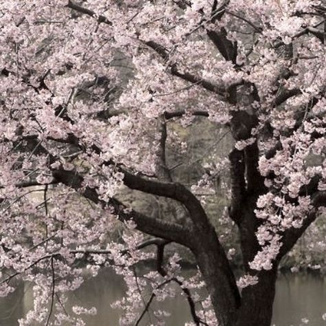 Tokyo Cherry Blossom Aesthetic, Sakura Background, Sakura Aesthetic, Pink Core, Bloodborne Art, Shoujo Girl, Cherry Blossom Trees, Soft Pink Theme, Pink Images