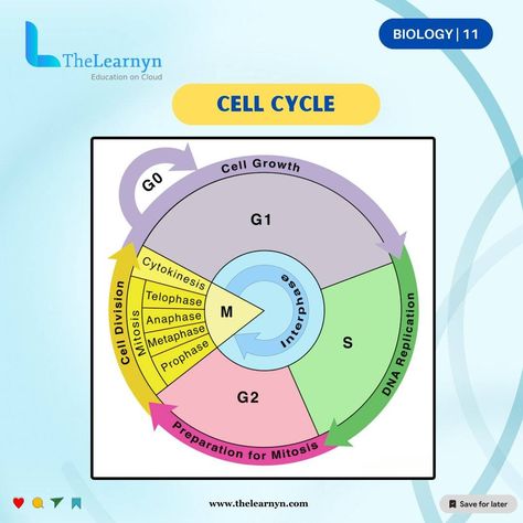 Cell Cycle Chronicles: Where life’s blueprint unfolds, one division at a time. The cell cycle orchestrates the intricate dance of cellular growth, replication, and division. From the bustling interphase—where DNA synthesis and preparation occur—to the mesmerizing mitosis, where chromosomes pirouette and split, every step is a symphony of molecular choreography Interphase: G1 Phase (Gap 1): Metabolic activity, DNA prepping. S Phase (Synthesis): DNA synthesis, doubling the DNA content. G2 Pha... G1 Phase, The Cell Cycle, Dna Replication, Cell Cycle, Cell Division, Cell Growth, The Cell, Biology, Division