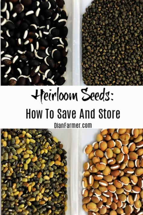 Homesteading Checklist, How To Store Seeds, Gardening Seeds, Seed Storage, Seed Kit, Thrifty Thursday, Homestead Gardens, Natural Fertilizer, Survival Gardening