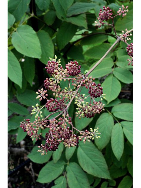 Aralia racemosa (American spikenard) #31629 Lady Bird Johnson Wildflower Center, Seed Collection, University Of Texas At Austin, Lady Bird Johnson, Seed Bank, Plant Images, Invasive Species, Plant List, Lady Bird