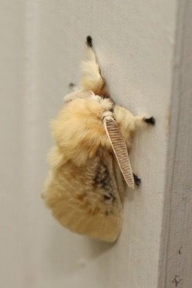 Flannel Moth, Poodle Moth, Cute Moth, Cool Bugs, Moth Art, Beautiful Bugs, Pretty Animals, Bugs And Insects, 영감을 주는 캐릭터