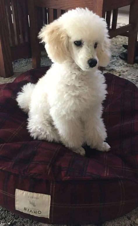 15 Useful Facts For Those Who Want To Adopt a Poodle | PetPress Puppy Pfp, Toy Poodle Haircut, Anjing Poodle, Poodle Tattoo, Sketch Nature, Staffordshire Bull Terriers, Poodle Haircut, Animal Aesthetic, Animal Sketch