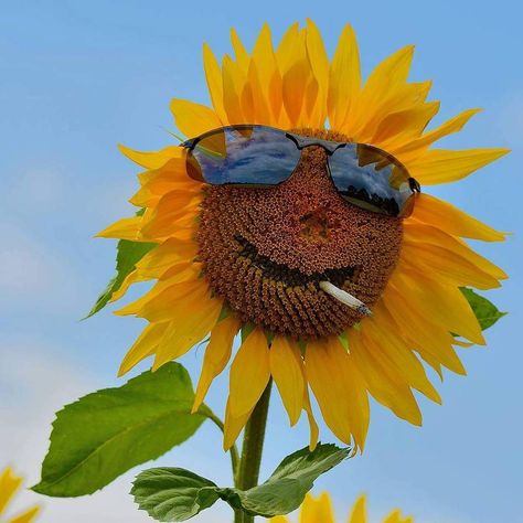 Sunflower With Sunglasses, Sunflower Icon, Summer Meme, Sunflower Sunglasses, Flowers Funny, Sunflower Garden, Sunflower Fields, April 26, Party Photos