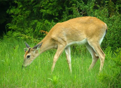 Whitetail deer. Grazing whitetail deer , #affiliate, #deer, #Whitetail, #whitetail, #Grazing #ad Big Game Food, Diy Driveway, Food Plot, Permeable Pavers, Steel Fire Pit, Patio Furniture Covers, Game Food, Whitetail Deer, Led Grow Lights