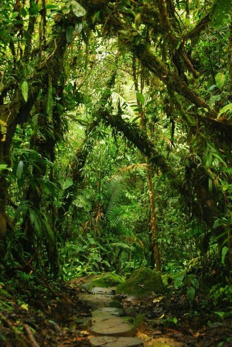 Jungle Photography, Amazon Forest, Jungle Forest, Jungle Gardens, Desain Editorial, Tropical Forest, Amazon Rainforest, Tropical Rainforest, Green Forest