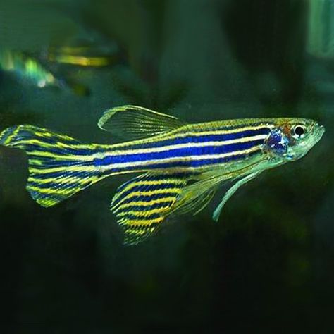 Longfin Zebra Danio Zebra Danio, Danio Fish, Coldwater Fish, Tropical Fish Tanks, Tropical Freshwater Fish, Fish Care, Pet Fish, Fresh Water Tank, Saltwater Aquarium