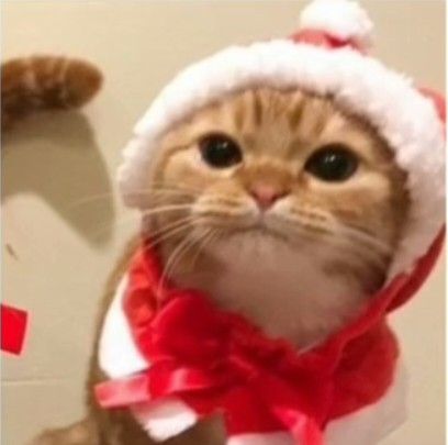 Cats Pfp, Christmas Matching, Short Videos, Mango, Wall, Christmas, Red, Instagram