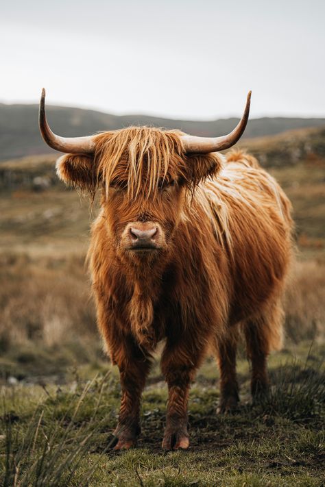 https://unsplash.com/photos/a-brown-cow-with-long-horns-standing-in-a-field-vRu-Bs27E2M?utm_source=unsplash&utm_campaign=unsplash-ios&utm_medium=referral&utm_content=view-photo-on-unsplash Highland Cow Photography, Highland Cow Pictures, Standing In A Field, Long Horns, Cow Photography, Cow Pictures, Brown Cow, Animal Wildlife, Funny Picture