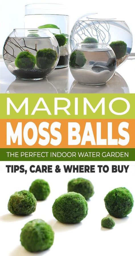 Marimo balls are so amazing! Learn all about these moss balls and how to care for them in this informative blog post! #marimo #marimomossballs #mossballs #plants #indoorplants #watergardens #indoorgarden Moss In Bathroom, Aquarium Bowls, Marimo Moss Ball Aquarium, Moss Ball Aquarium, Diy Moss Ball, Marimo Moss Ball Terrarium, Bathroom Natural, Gardening Indoors, Patio Pond