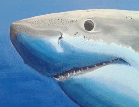 Great White Shark Portrait; acrylic on canvas; 10x8; sold ~~~~~~~~~~~~~~~~ #greatwhiteshark #shark #greatwhite #curiosity #portrait Portrait Drawing Simple, Room Canvas Painting Ideas, Shark Portrait, Oil Paint Ideas, Draw Sea Animals, Cool Painting Ideas, Room Canvas Painting, Draw Sea, Shark Room