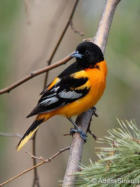 Atlas Photo Gallery - Baltimore Oriole - Wisconsin Society for Ornithology Baltimore Orioles Birds, Cute Owl Tattoo, Oriole Bird, Baltimore Oriole, Beautiful Bugs, Nature Birds, Ap Art, Tropical Birds, Bird Photo