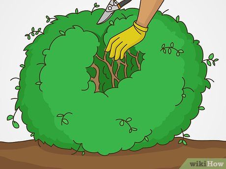 How to Trim Overgrown Boxwoods: 7 Steps (with Pictures) - wikiHow Box Wood Shrub Landscaping, Trimming Boxwood Shrubs, How To Trim Bushes, Boxwood Bush, Pruning Shrubs, Boxwood Landscaping, Holly Bush, Evergreen Bush, Box Wood Shrub