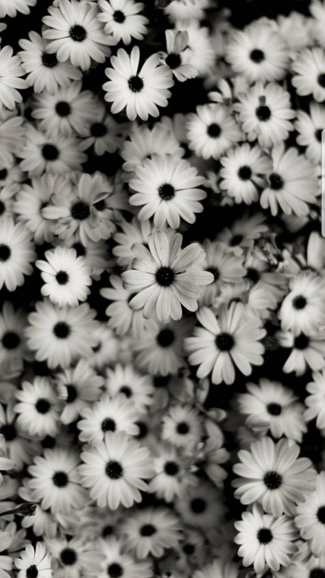 Queen Wallpaper Crown, White Flower Wallpaper, Black Flowers Wallpaper, Frühling Wallpaper, Facebook Cover Images, Daisy Wallpaper, Vintage Flowers Wallpaper, Flowery Wallpaper, Easy Canvas Art